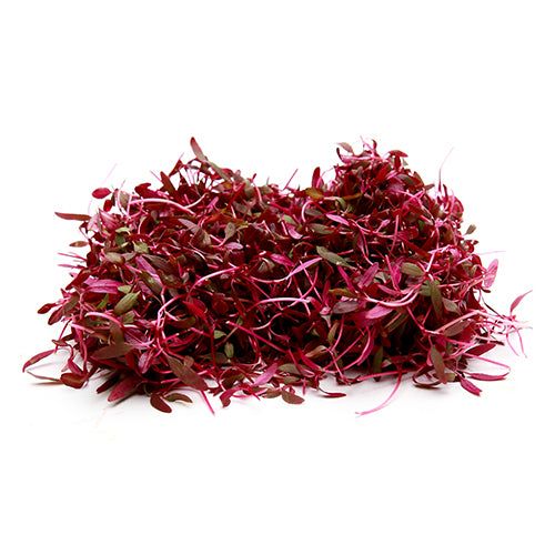 Red Amaranthus 100 gms - Microgreens(Ready to Eat)