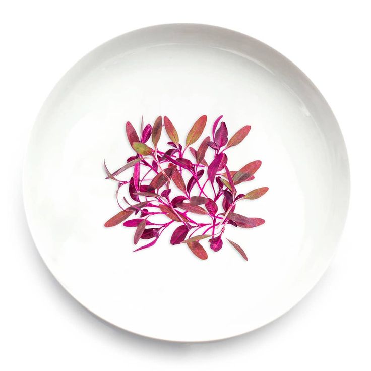 Red Amaranthus 100 gms - Microgreens(Ready to Eat)