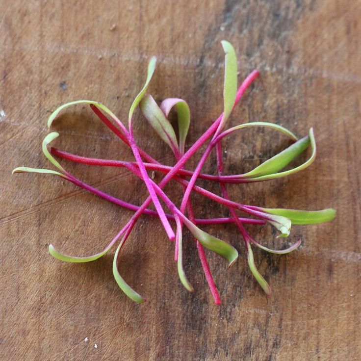Beet Root 100 gms - Microgreens(Ready to Eat)