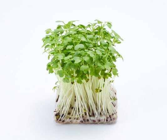 Broccoli 100 gms - Microgreens (ready to eat)