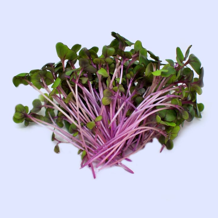 Cabbage Red 100 gms - Microgreens(Ready to Eat)