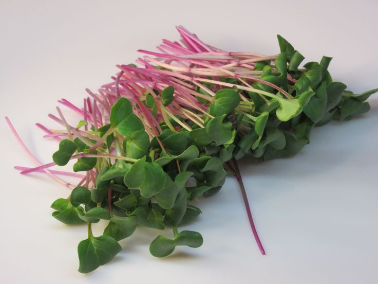 Radish Pink 100 gms - Microgreens(Ready to Eat)