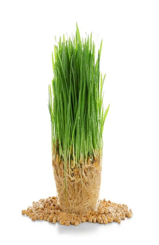 Wheat Grass 100 gms - Microgreens (Ready to Eat)
