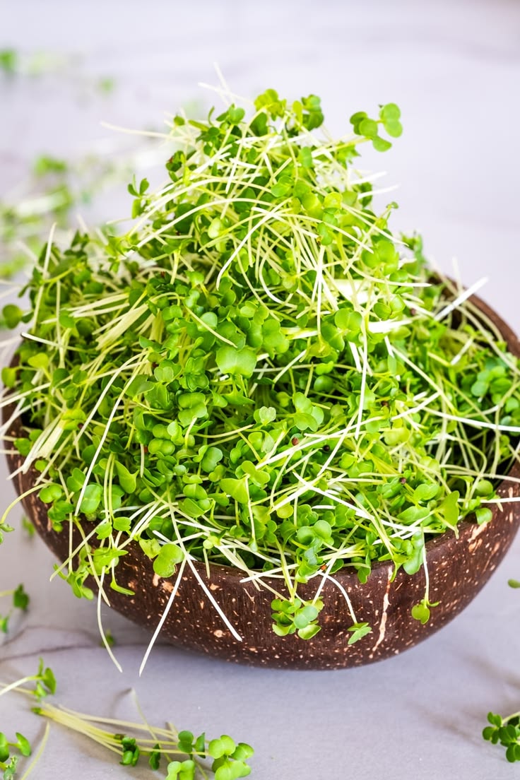 Broccoli 100 gms - Microgreens (ready to eat)