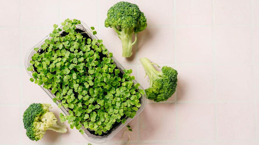 Broccoli 100 gms - Microgreens (ready to eat)