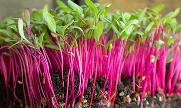 Beet Root 100 gms - Microgreens(Ready to Eat)