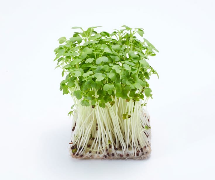 Broccoli 100 gms - Microgreens (ready to eat)