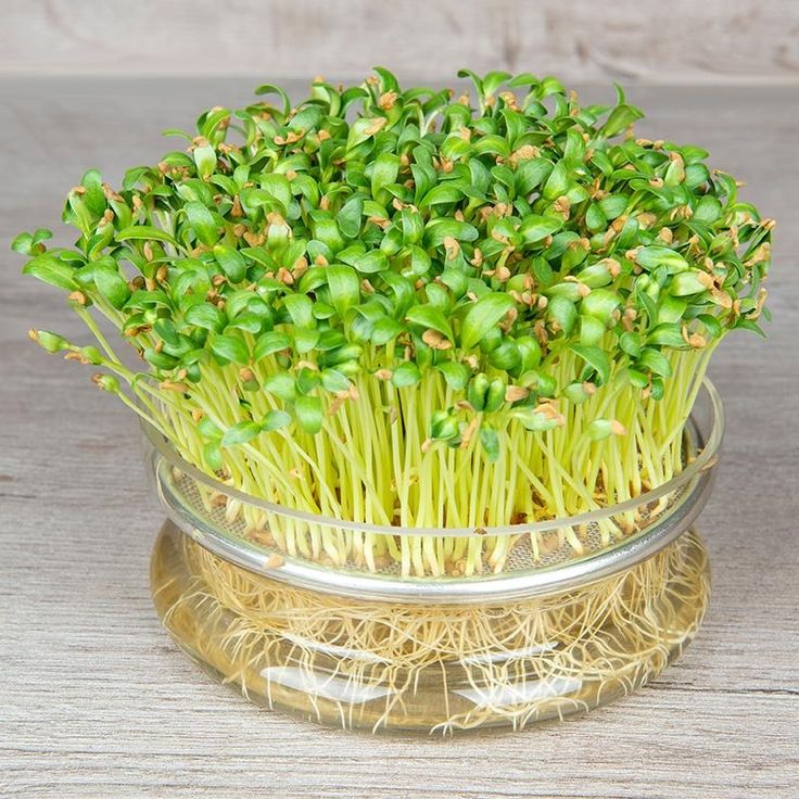 Fenugreek 100 gms - Microgreens(Ready to Eat)