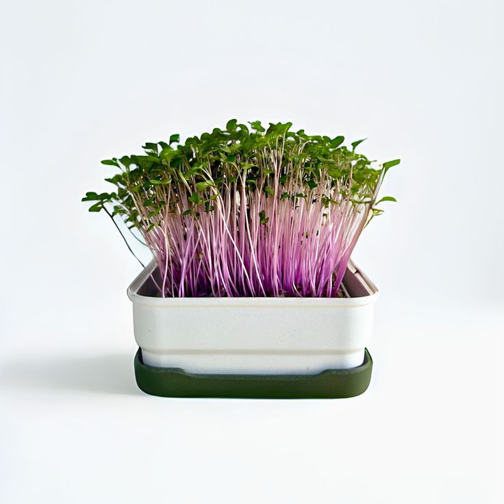 Kohlrabi 100 gms - -Microgreens(Ready to Eat)