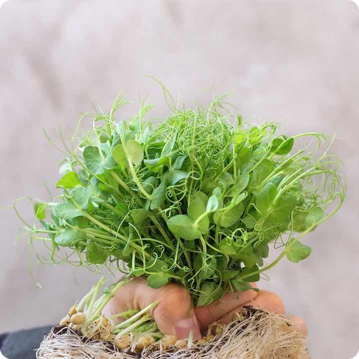 Pea Shoots 100 gms - Microgreens(Ready to Eat)