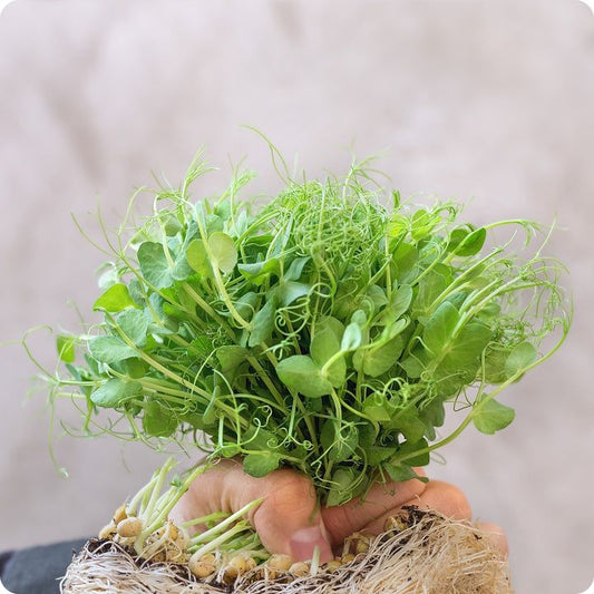 Pea Shoots 100 gms - Microgreens(Ready to Eat)