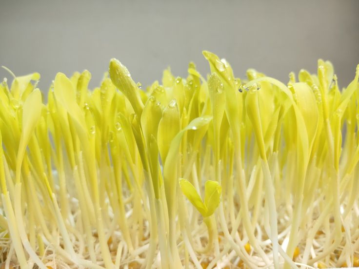 Corn 100 gms - Microgreens(Ready to Eat)