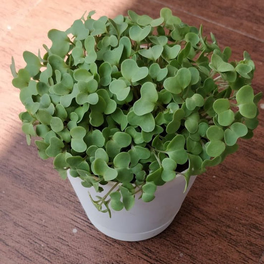 Mustard 100 gms - Microgreens(Ready to Eat)