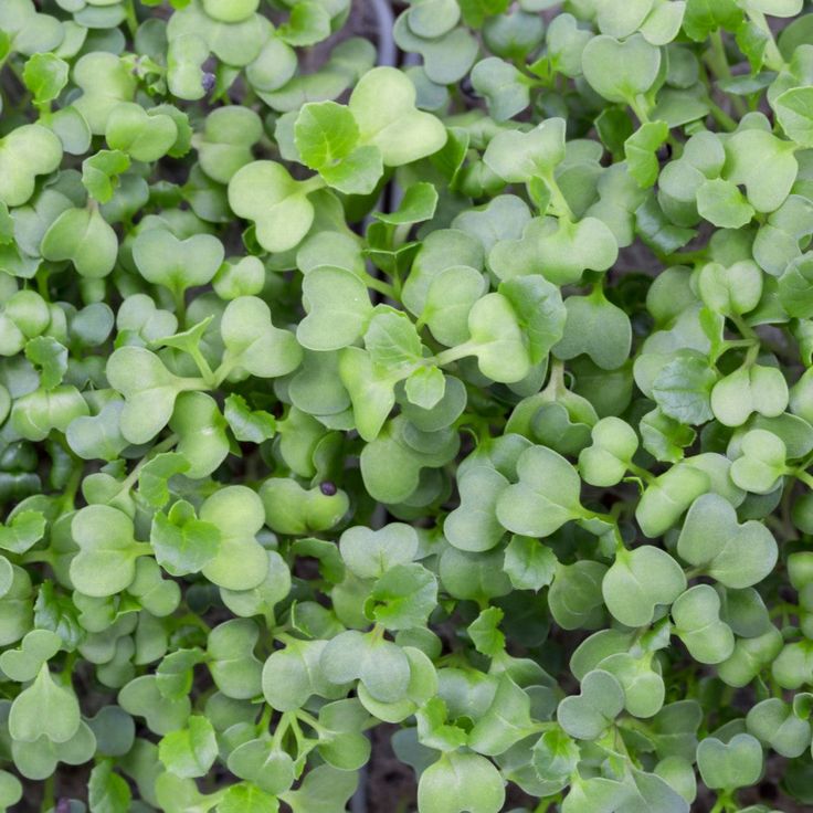 Pok Choi 100 gms - Microgreens(Ready to Eat)