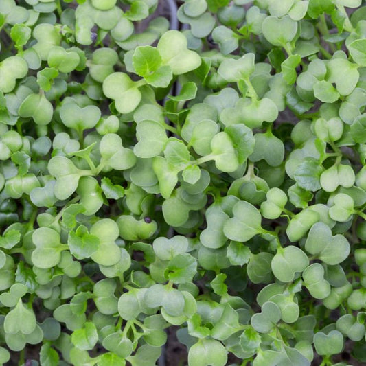 Pok Choi 100 gms - Microgreens(Ready to Eat)