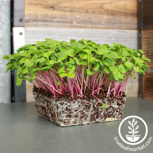 Radish Pink 100 gms - Microgreens(Ready to Eat)