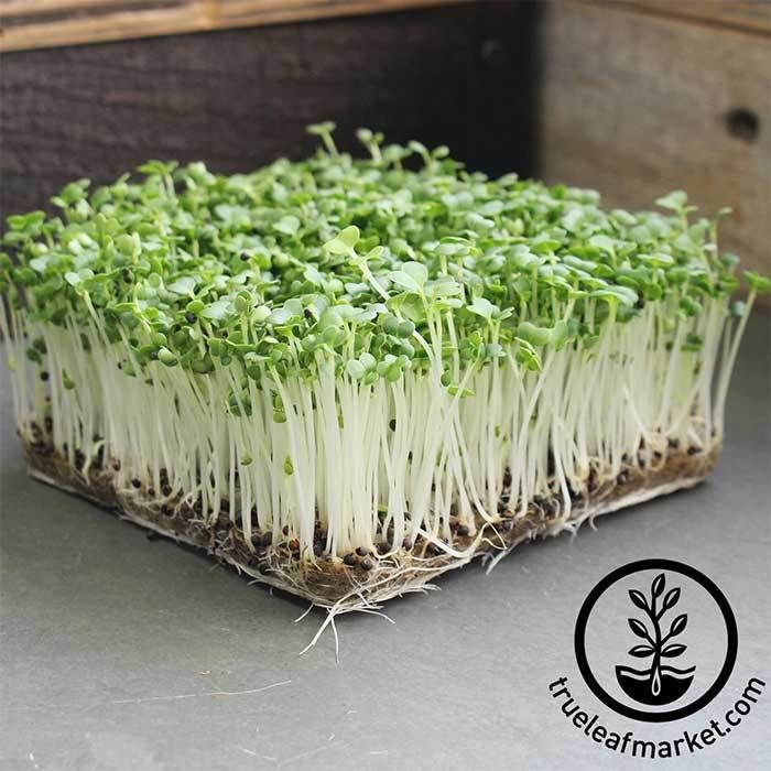 Pok Choi 100 gms - Microgreens(Ready to Eat)