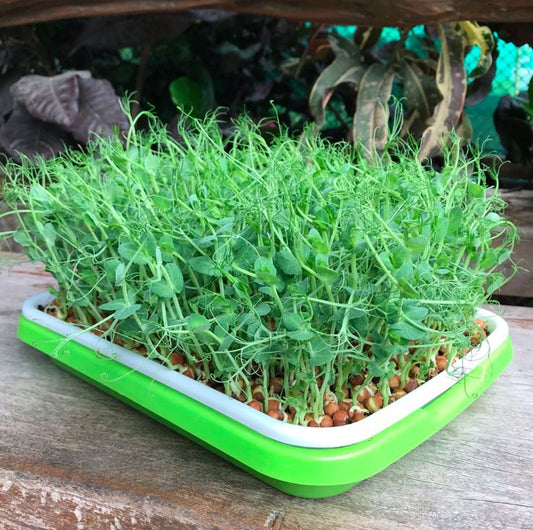 Pea Shoots 100 gms - Microgreens(Ready to Eat)