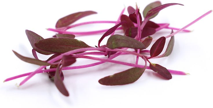 Red Amaranthus 100 gms - Microgreens(Ready to Eat)