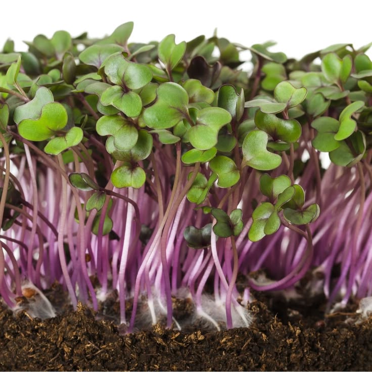 Cabbage Red 100 gms - Microgreens(Ready to Eat)