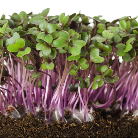Cabbage Red 100 gms - Microgreens(Ready to Eat)