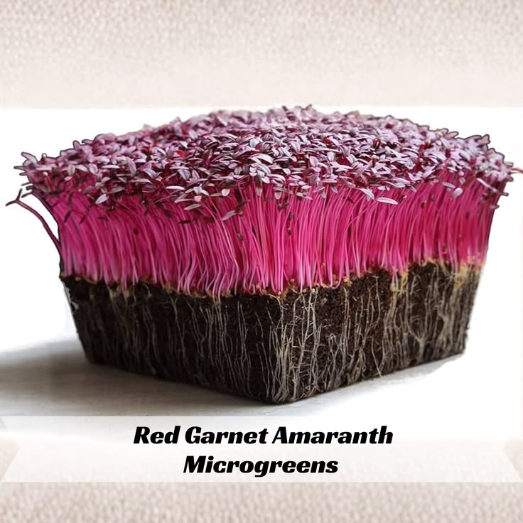 Red Amaranthus 100 gms - Microgreens(Ready to Eat)