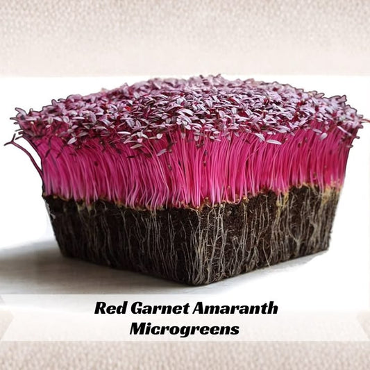 Red Amaranthus 100 gms - Microgreens(Ready to Eat)