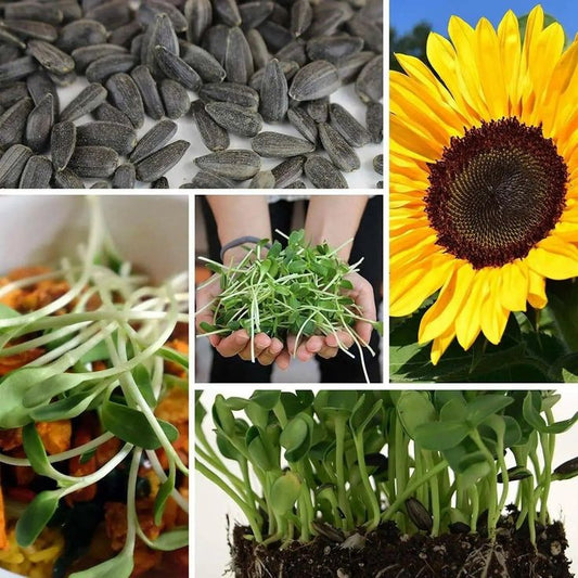 Sunflower 100 gms - Microgreens(Ready to eat)