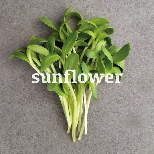 Sunflower 100 gms - Microgreens(Ready to eat)