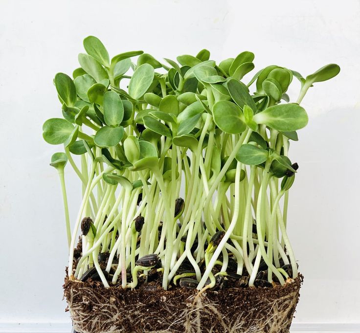 Sunflower 100 gms - Microgreens(Ready to eat)