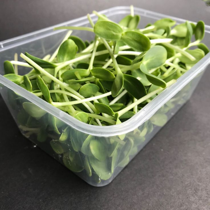 Sunflower 100 gms - Microgreens(Ready to eat)