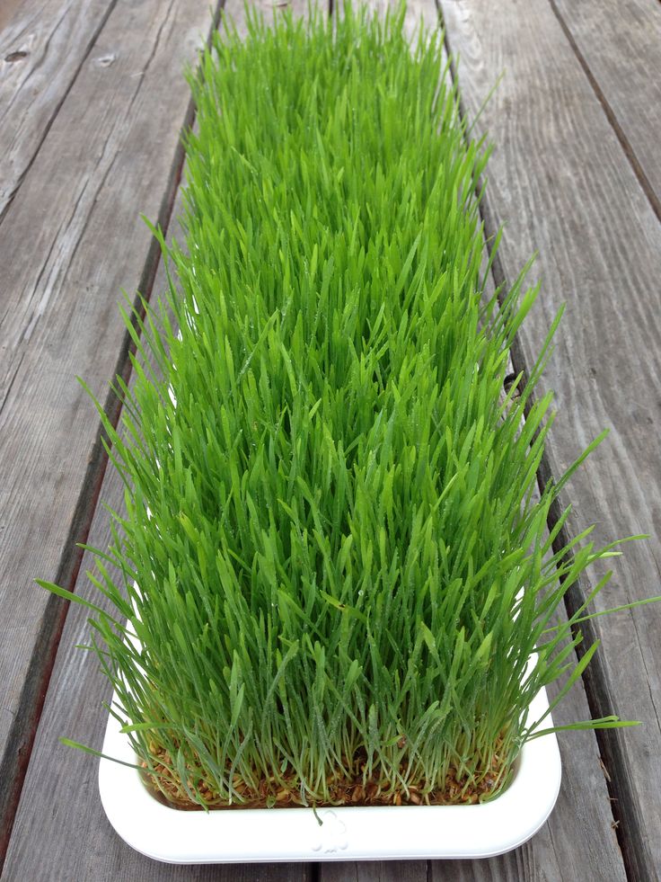 Wheat Grass 100 gms - Microgreens (Ready to Eat)