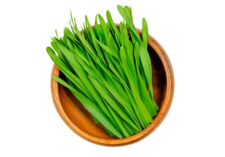Wheat Grass 100 gms - Microgreens (Ready to Eat)