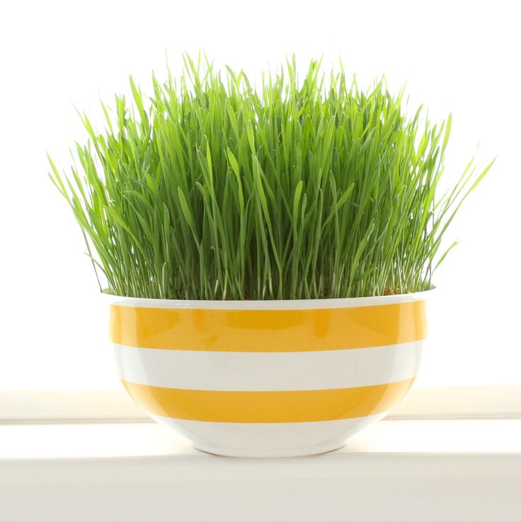 Wheat Grass 100 gms - Microgreens (Ready to Eat)