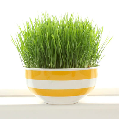 Wheat Grass 100 gms - Microgreens (Ready to Eat)